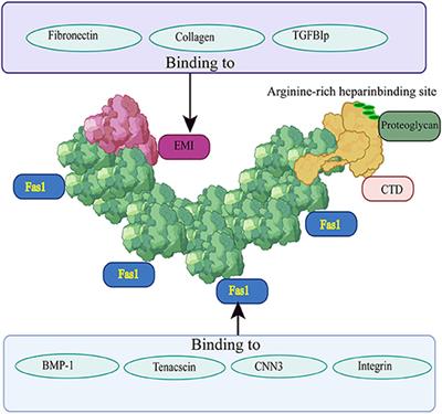 Periostin: An Emerging Molecule With a Potential Role in Spinal Degenerative Diseases